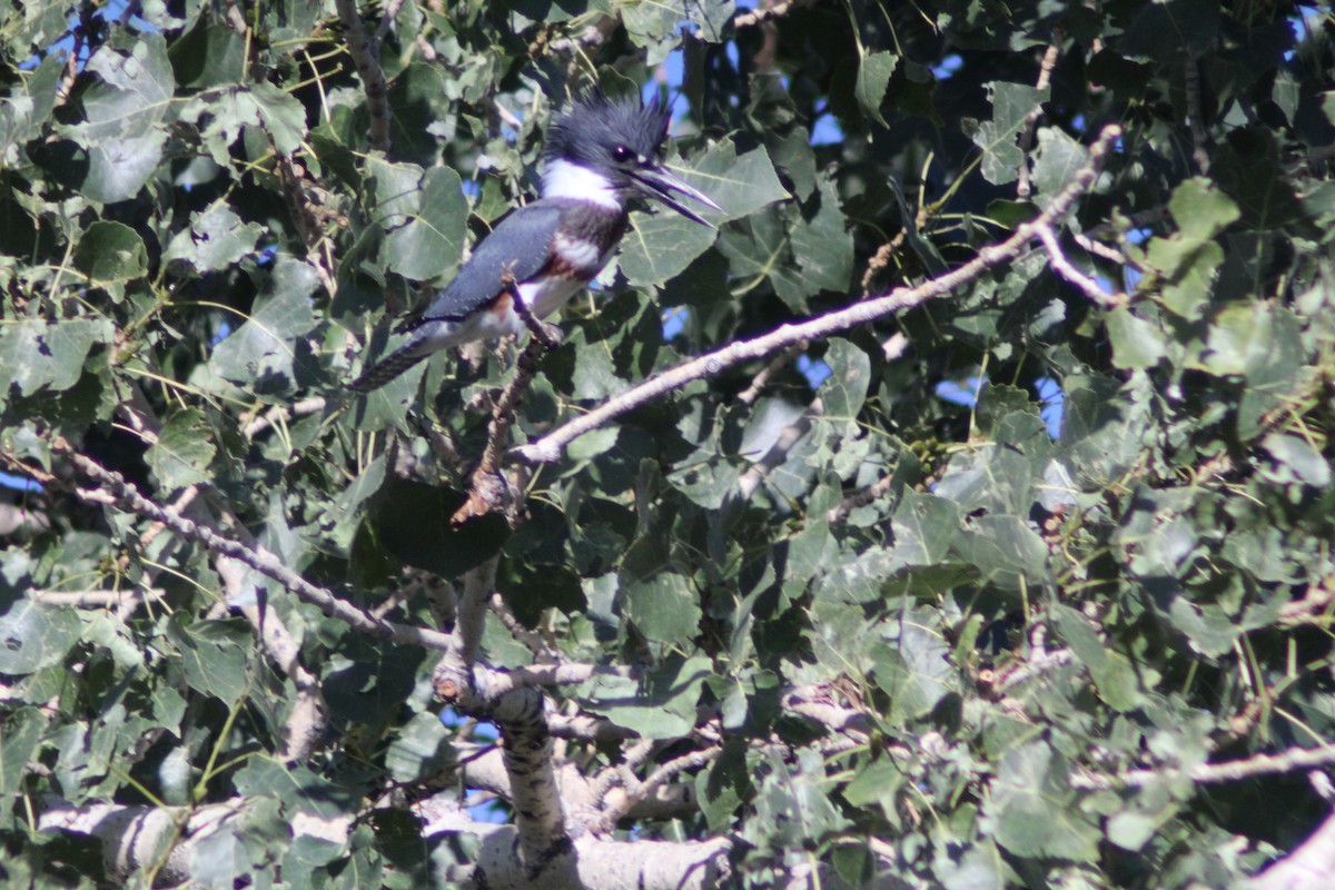 Belted Kingfisher - ML625574104