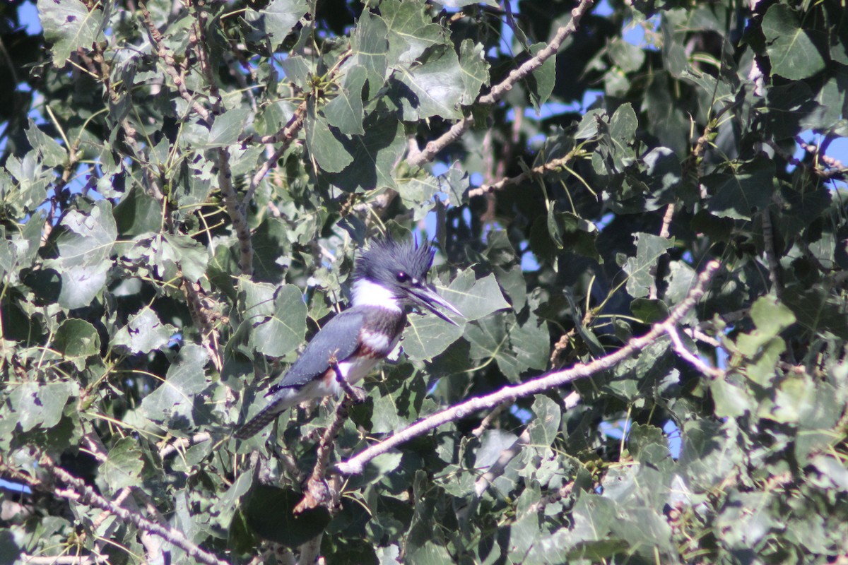 Belted Kingfisher - Isaac Anderson