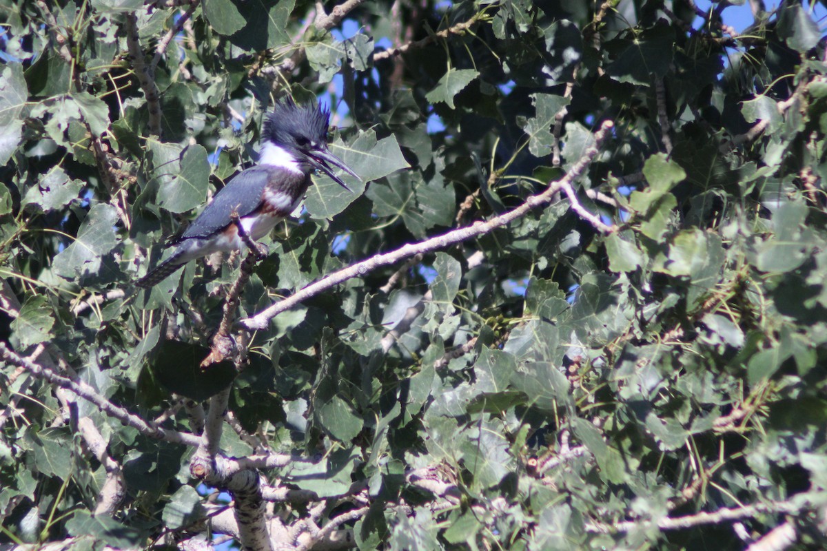 Belted Kingfisher - ML625574108