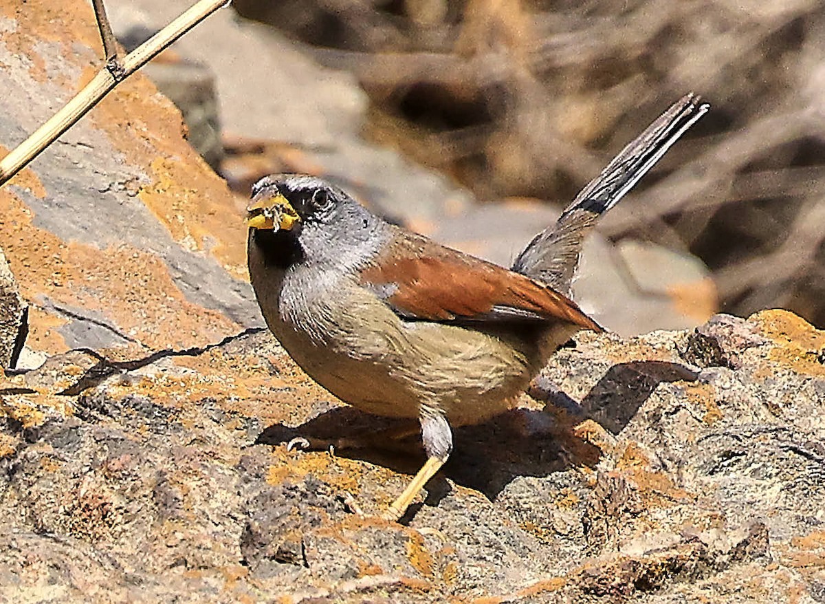 Great Inca-Finch - ML625574117