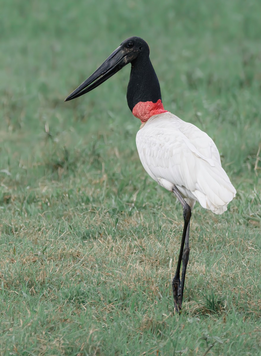 Jabiru - ML625574148