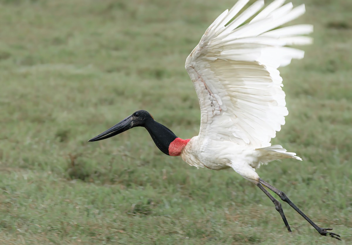 Jabiru - ML625574154