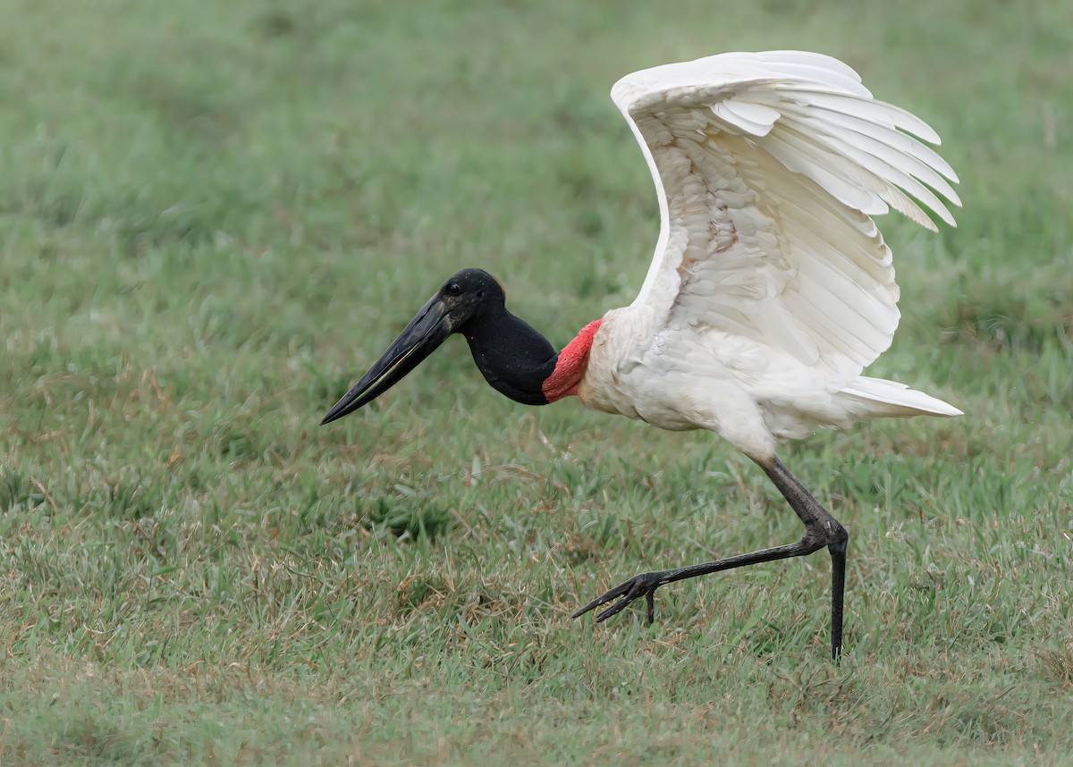 Jabiru - ML625574155