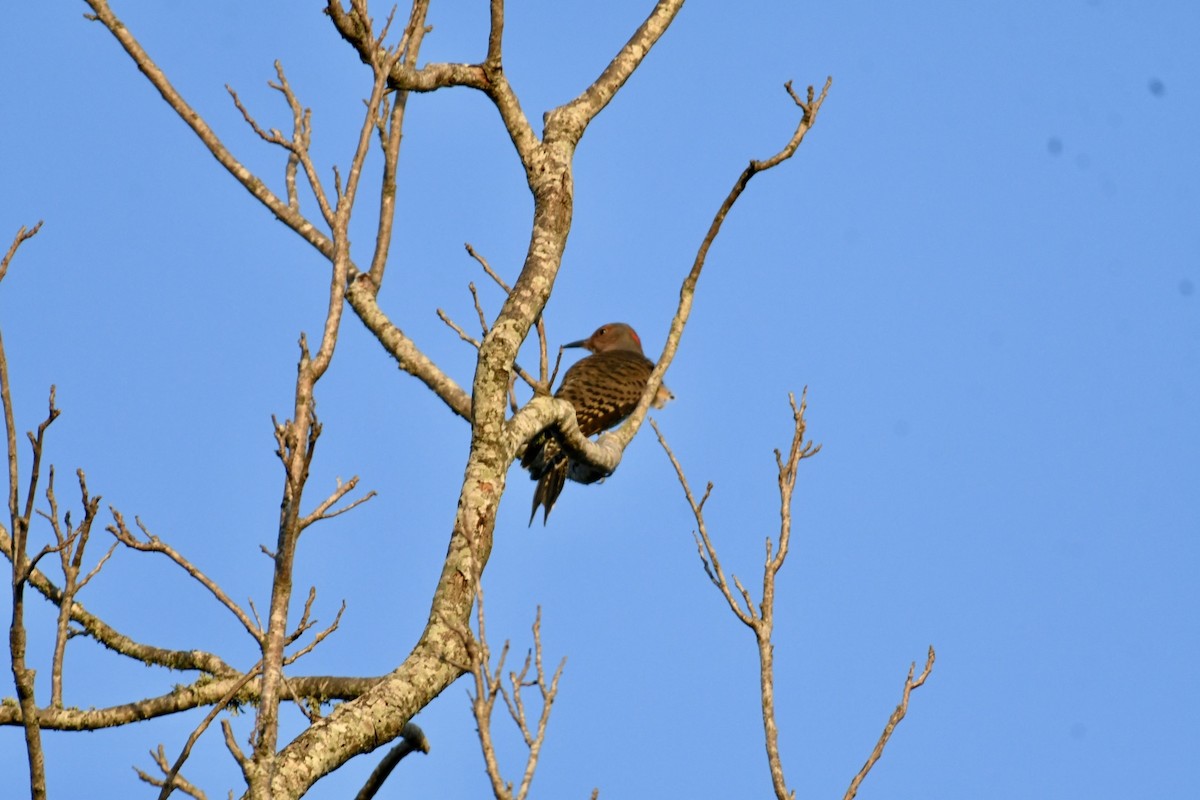 Northern Flicker - ML625574175