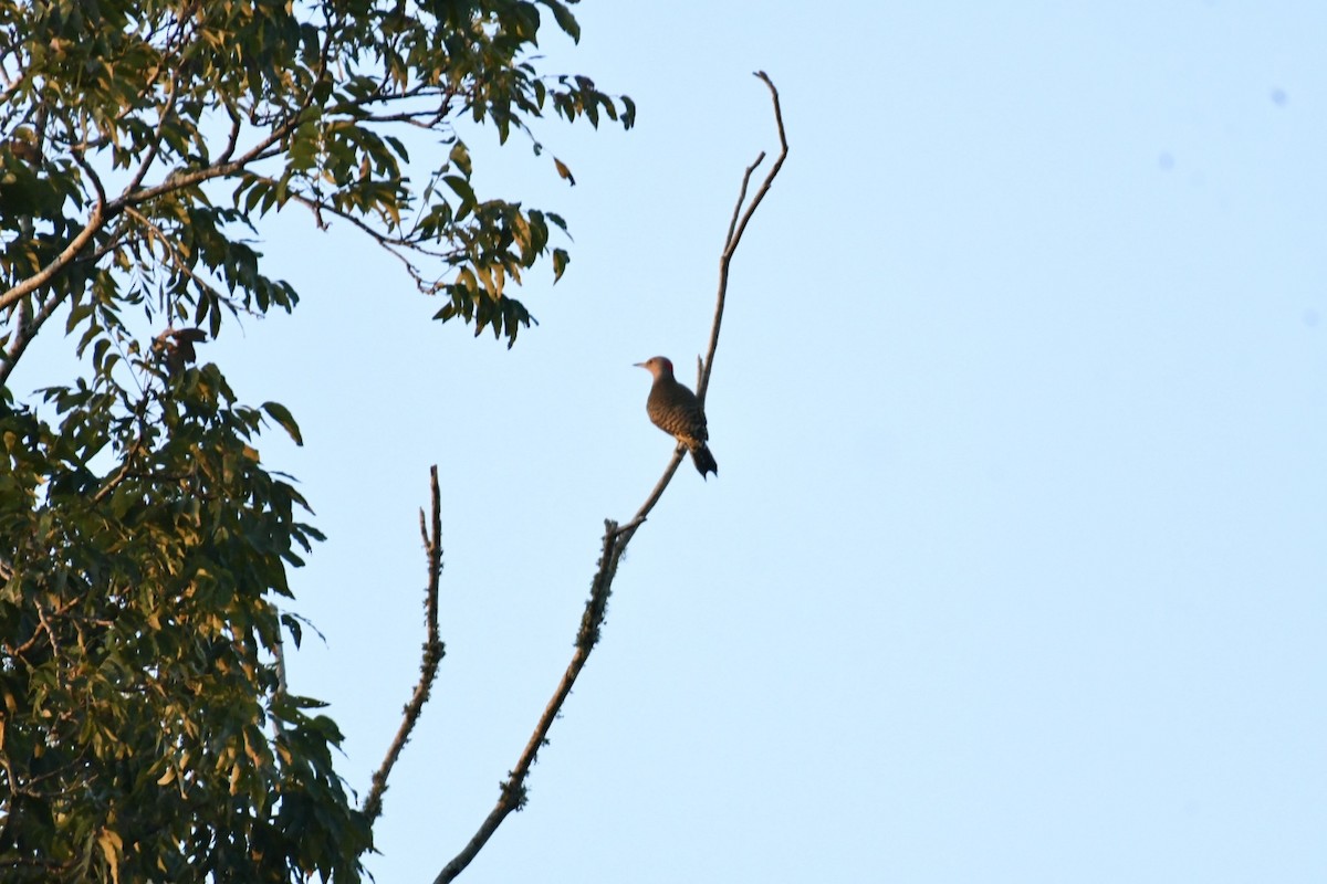 Northern Flicker - ML625574176