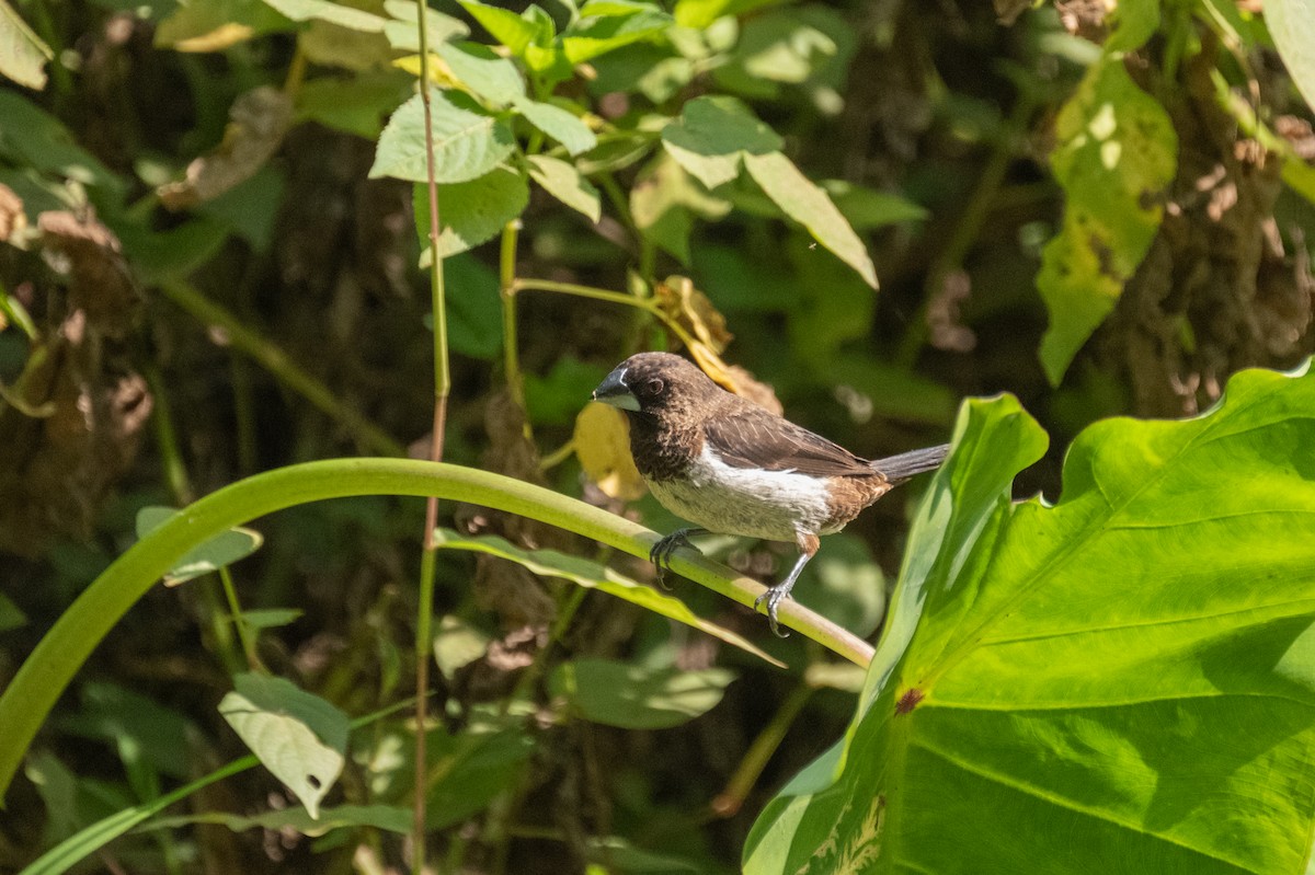 White-rumped Munia - ML625574188