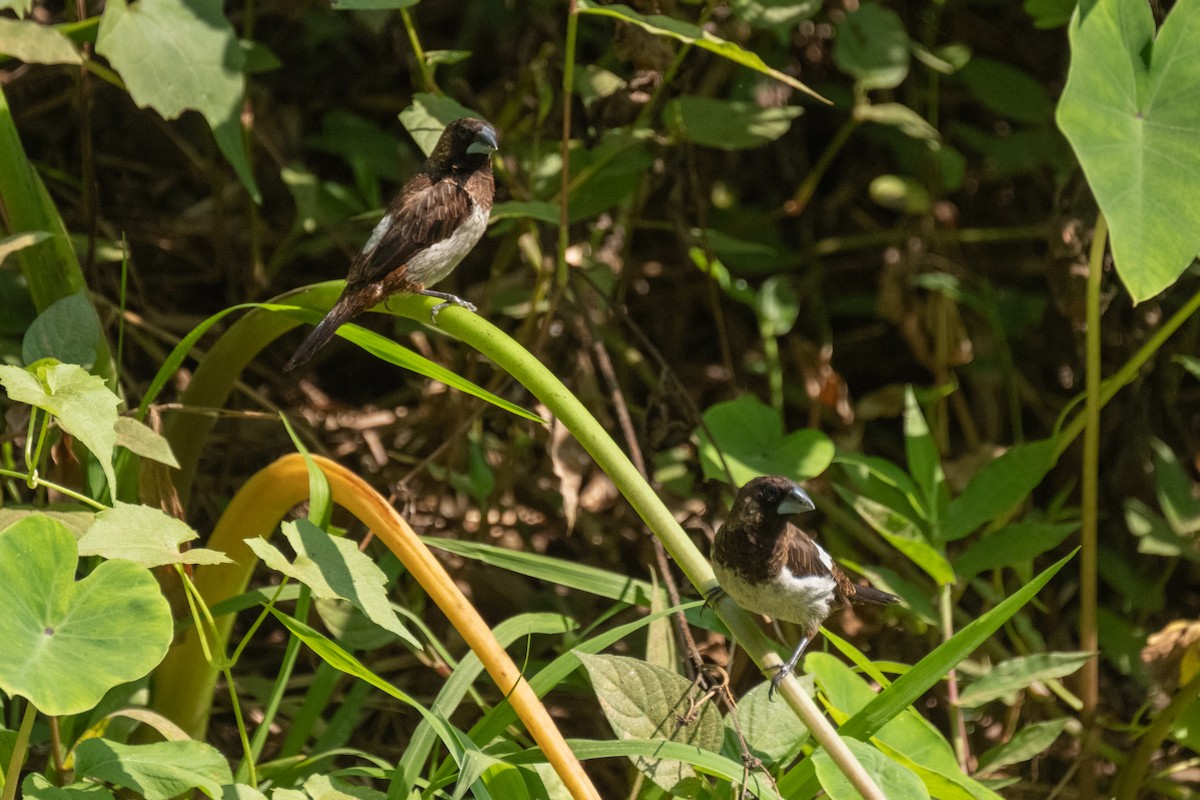 White-rumped Munia - ML625574189