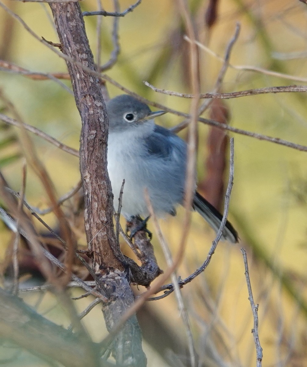 Blue-gray Gnatcatcher - ML625574246