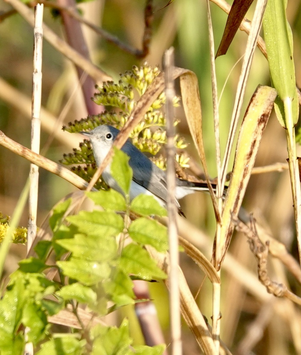 Blue-gray Gnatcatcher - ML625574258