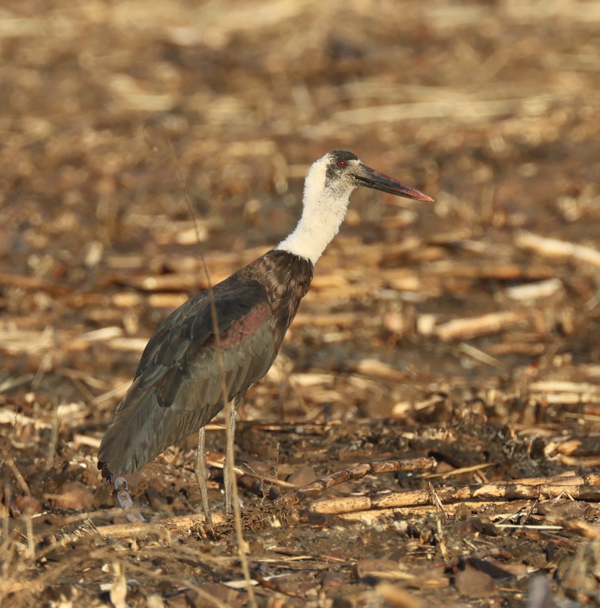 African Woolly-necked Stork - ML625574350