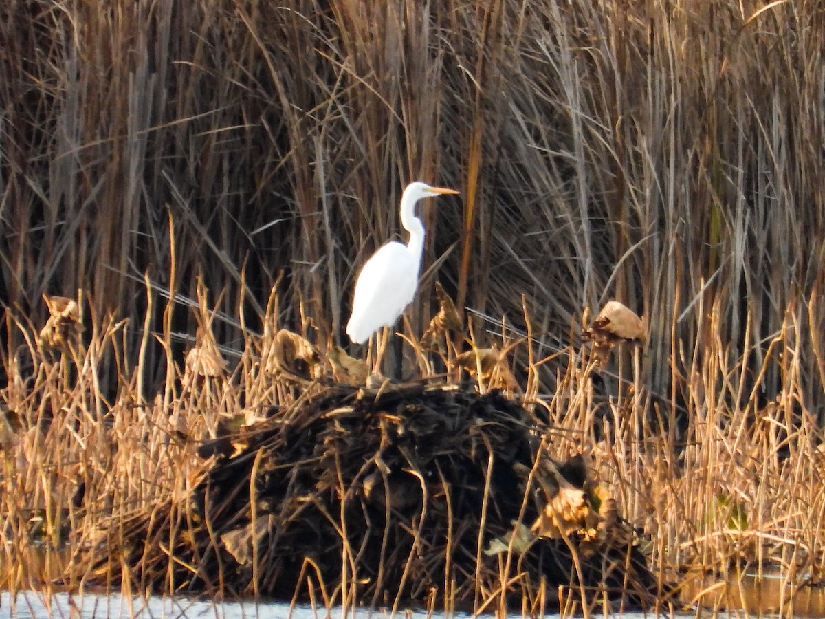 Great Egret - ML625574470