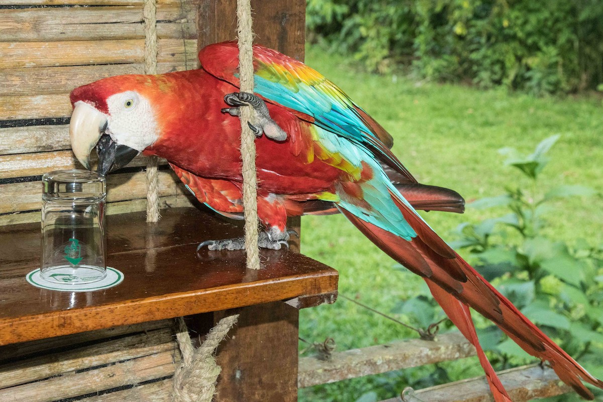 Scarlet Macaw - ML62557451