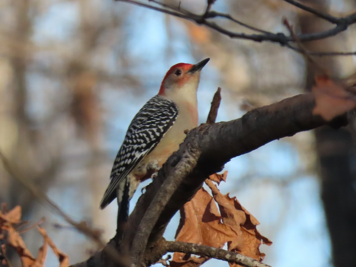 Red-bellied Woodpecker - ML625574536