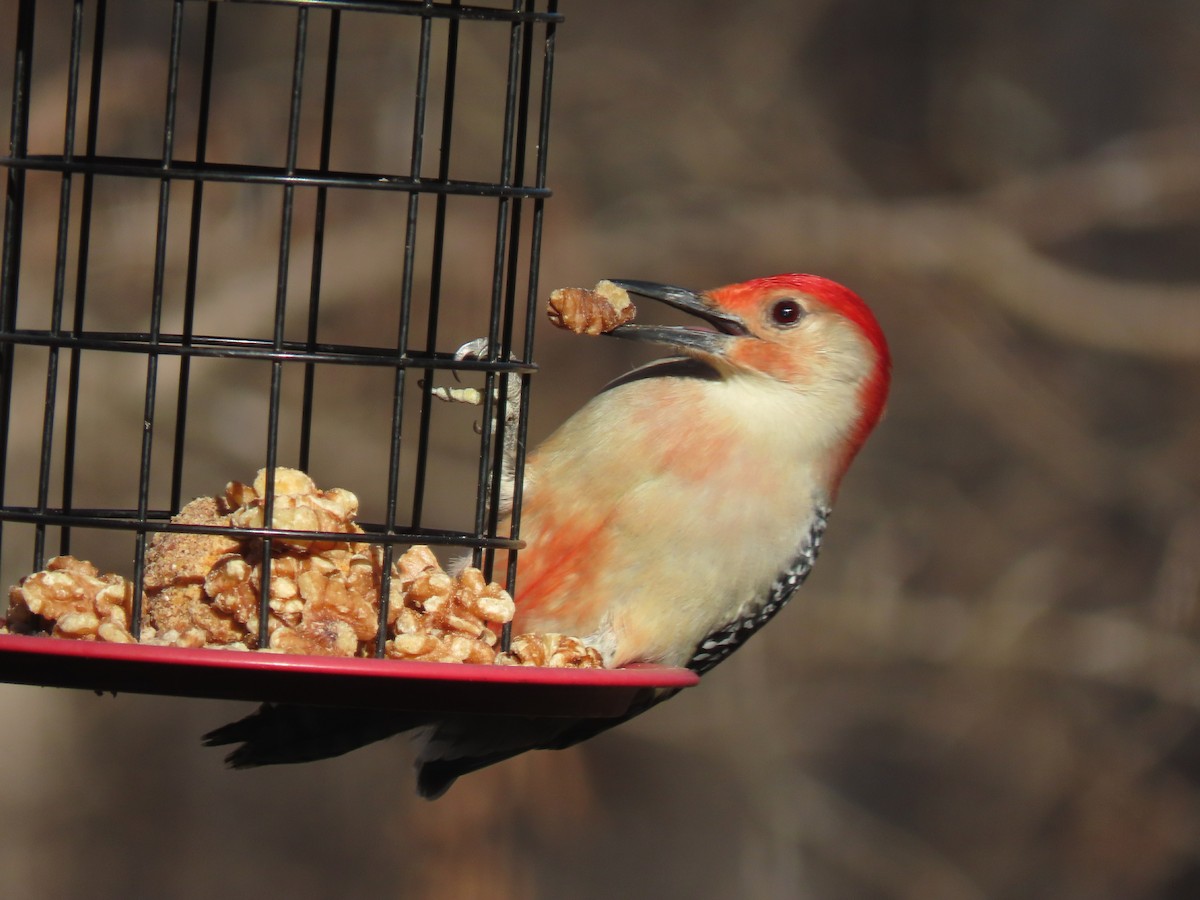 Red-bellied Woodpecker - ML625574537