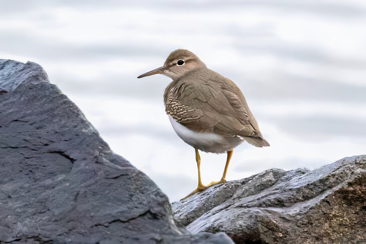 Spotted Sandpiper - Sandy & Bob Sipe