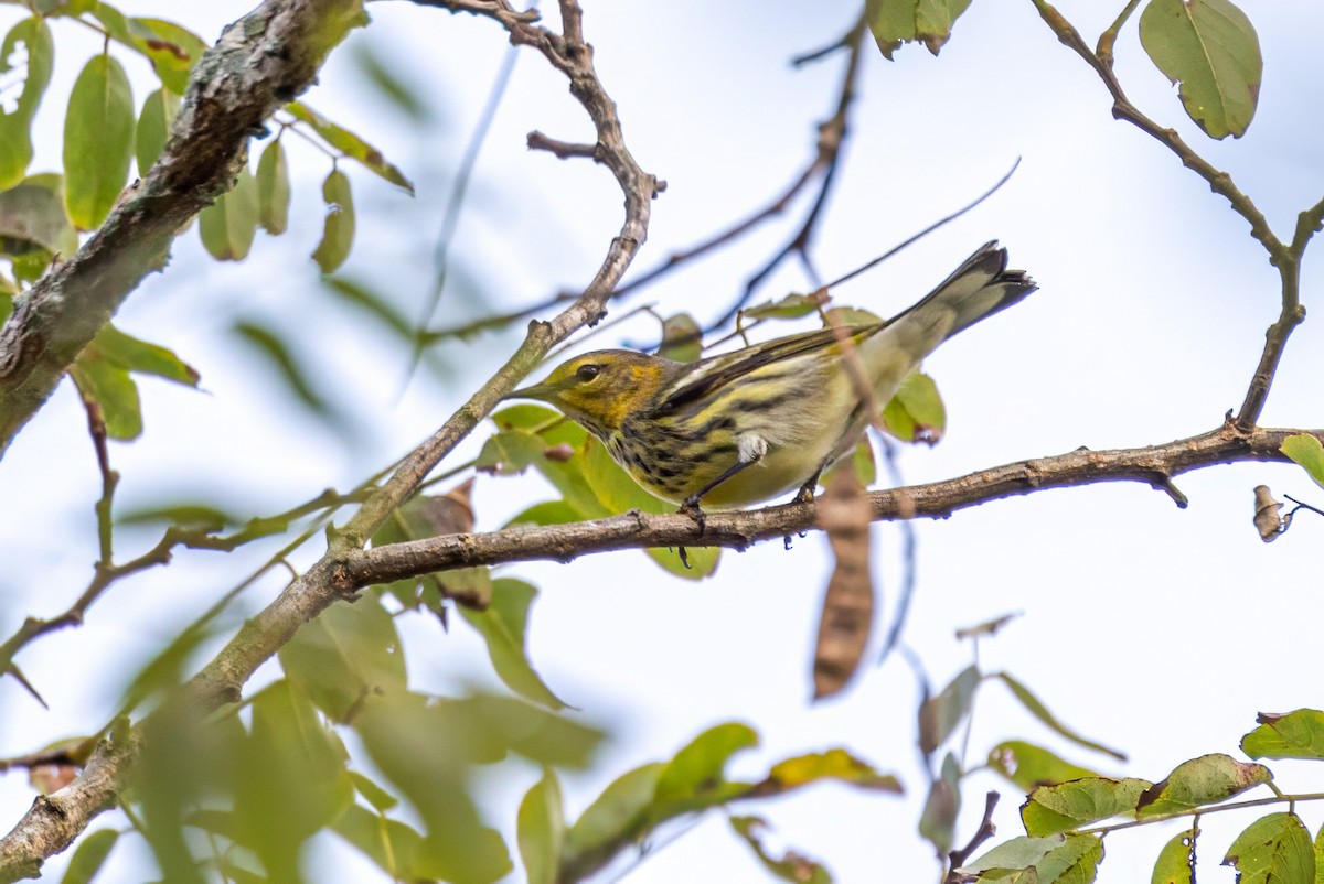 Cape May Warbler - Sandy & Bob Sipe