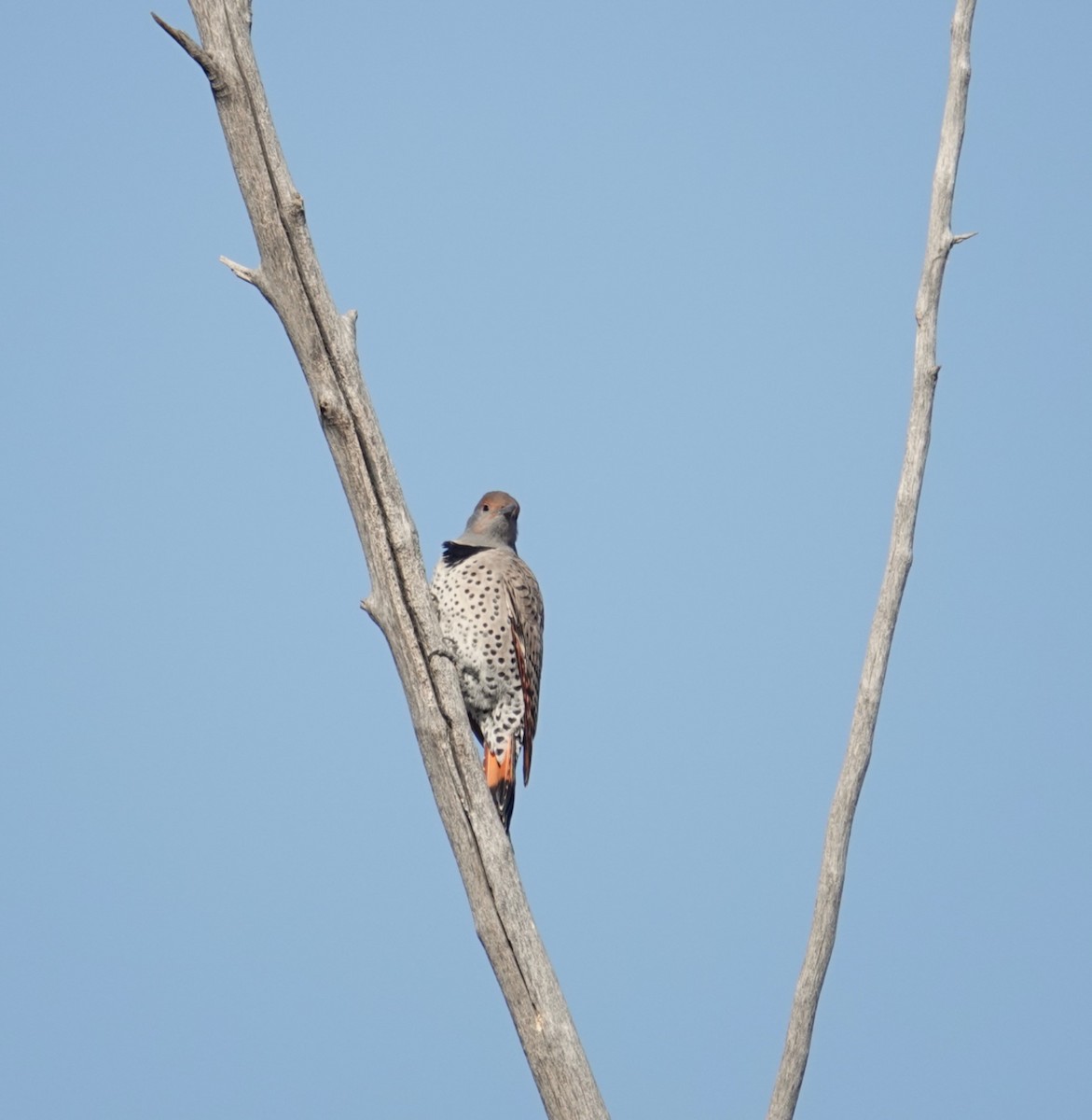 Northern Flicker - ML625574585