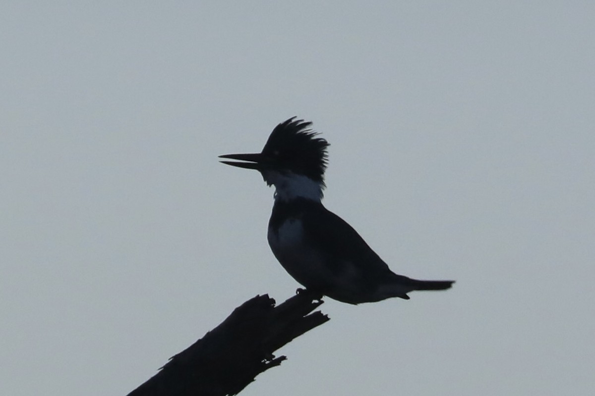 Belted Kingfisher - ML625574605