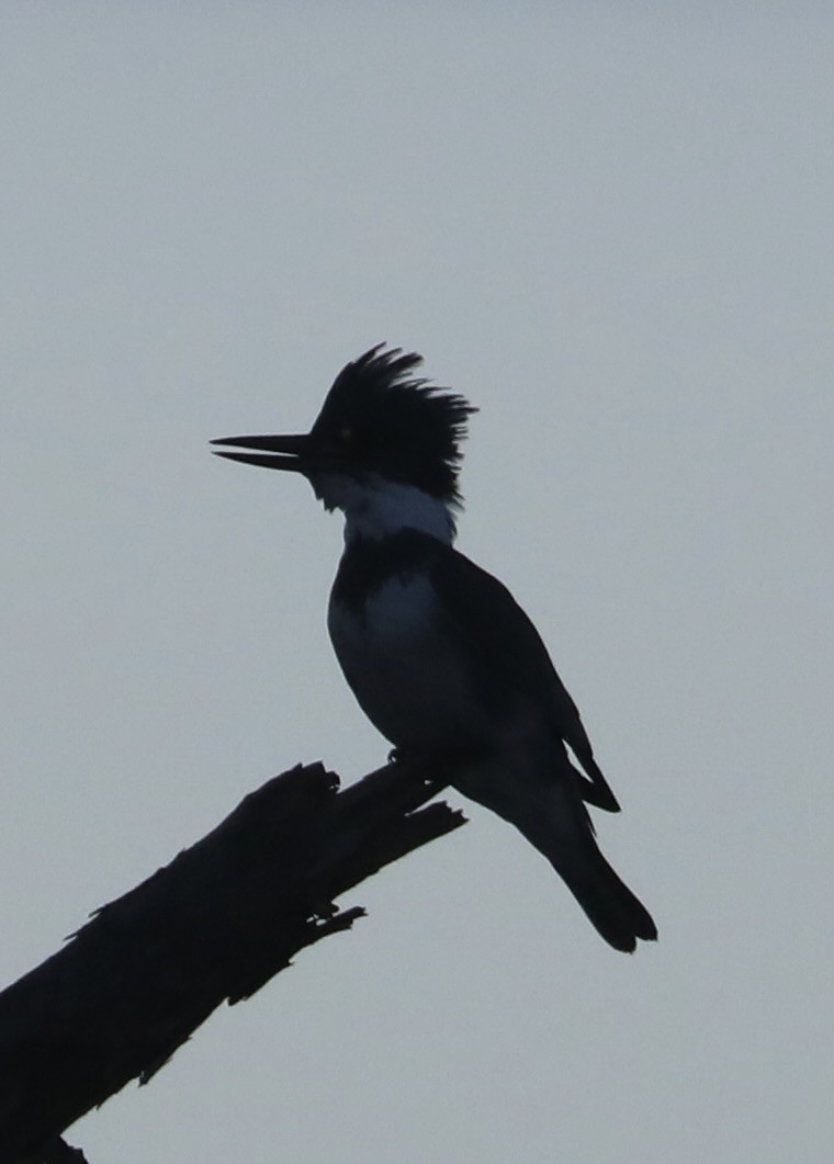 Belted Kingfisher - ML625574606