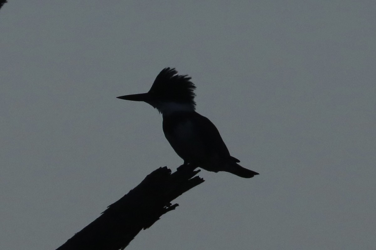 Belted Kingfisher - ML625574607