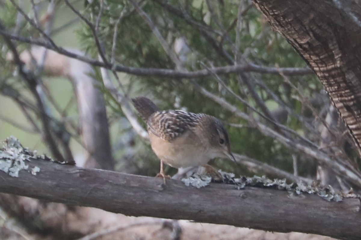 Sedge Wren - ML625574625