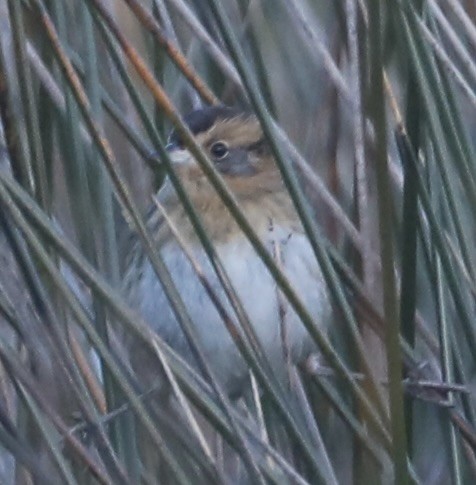 Nelson's Sparrow - Chris Hill