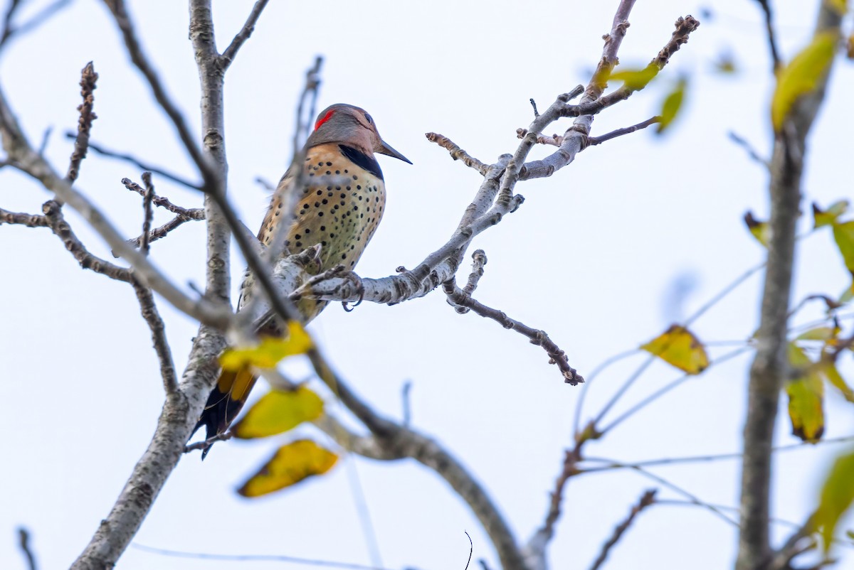 Northern Flicker (Yellow-shafted) - ML625574690