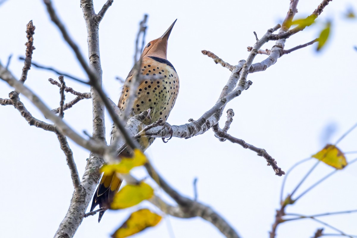 Northern Flicker (Yellow-shafted) - ML625574692