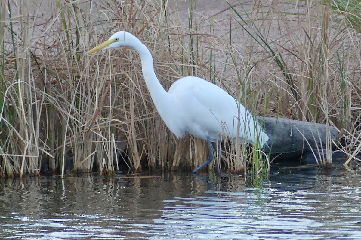 Great Egret - Dennis Wolter