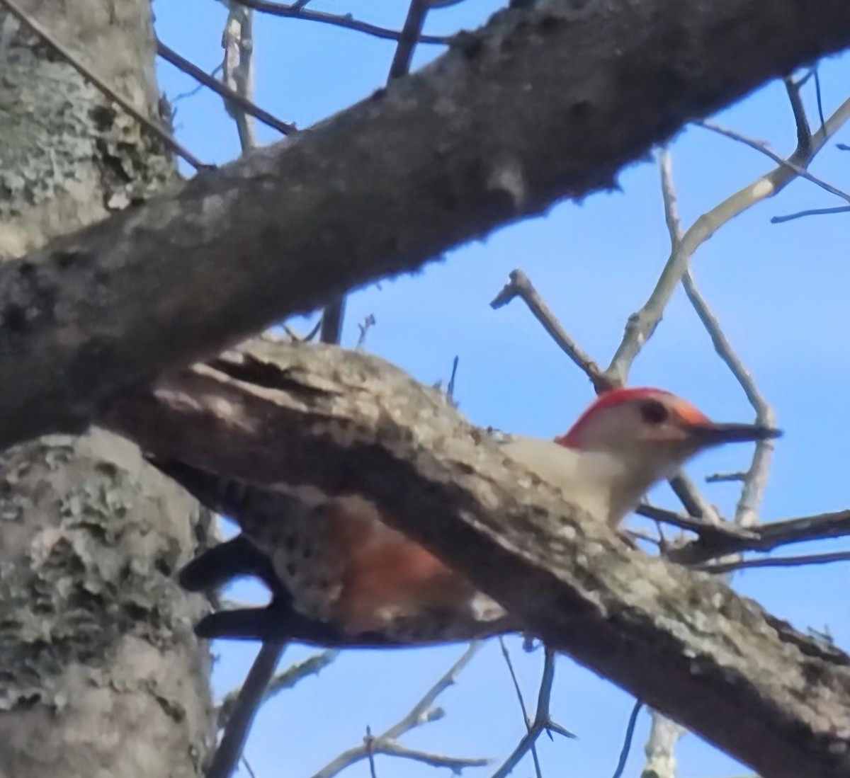 Red-bellied Woodpecker - ML625574721