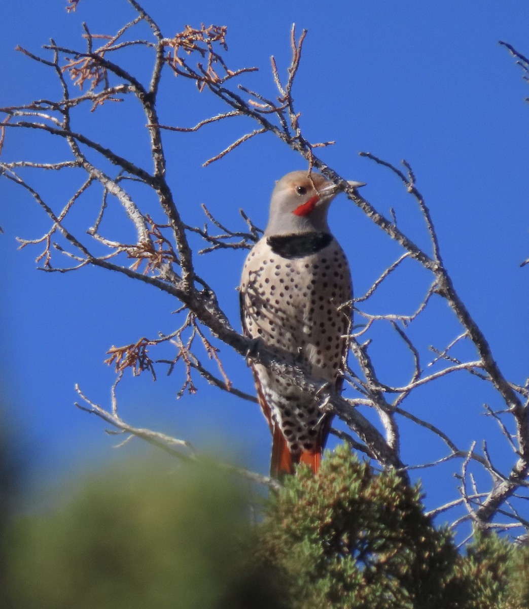 Northern Flicker (Red-shafted) - ML625574746