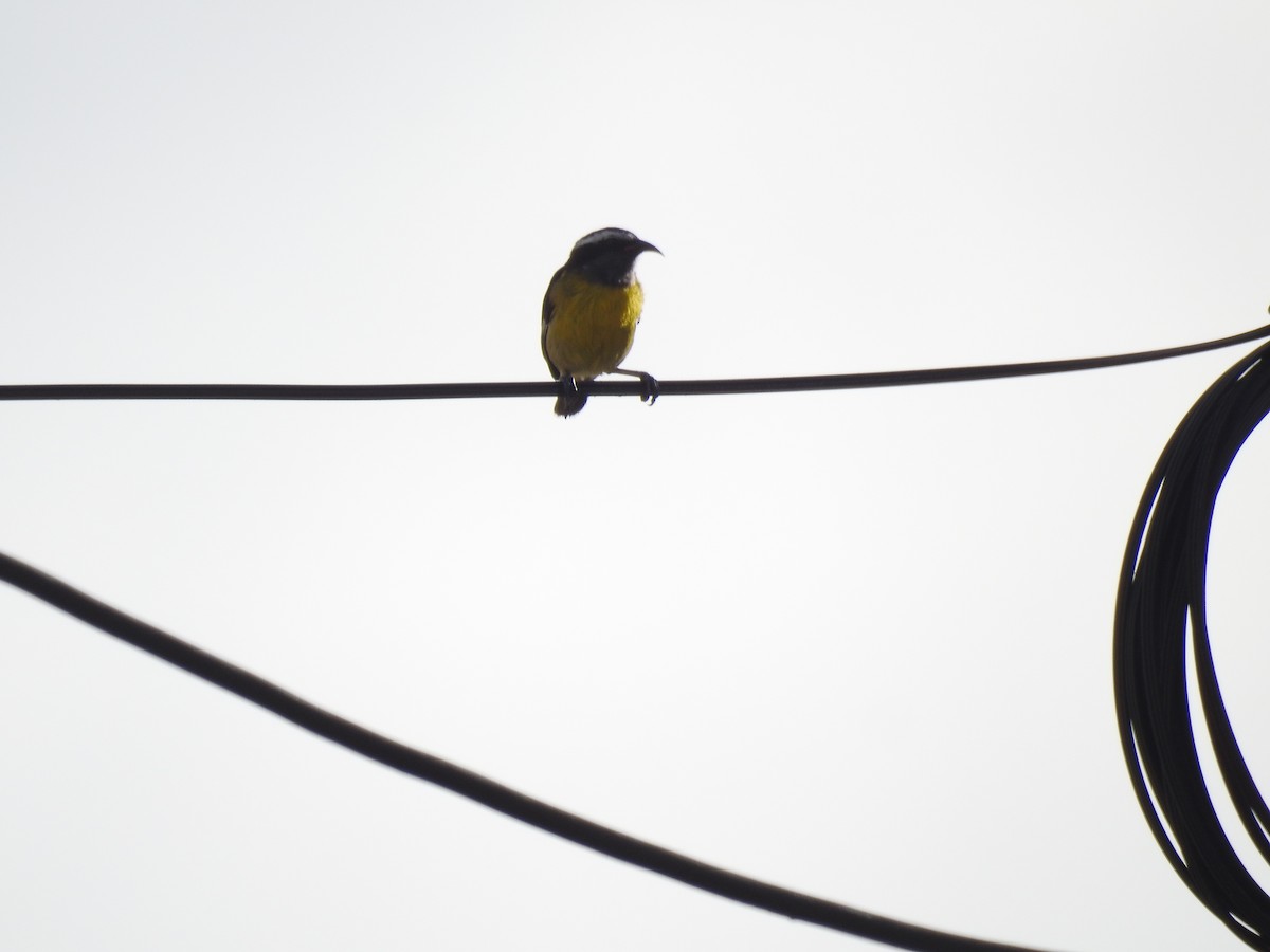 Bananaquit (Greater Antillean) - ML625574750