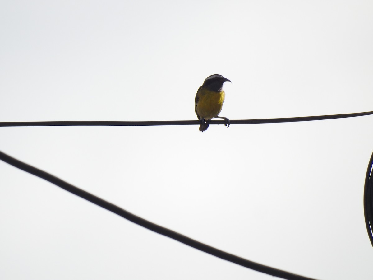 Bananaquit (Greater Antillean) - ML625574751