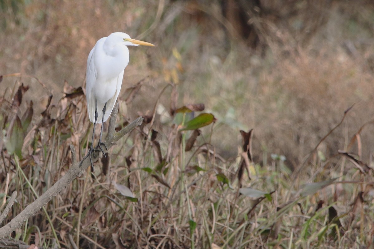 Great Egret - ML625574873