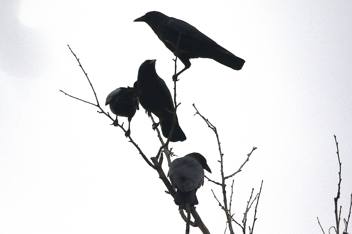 American Crow - ML625574914