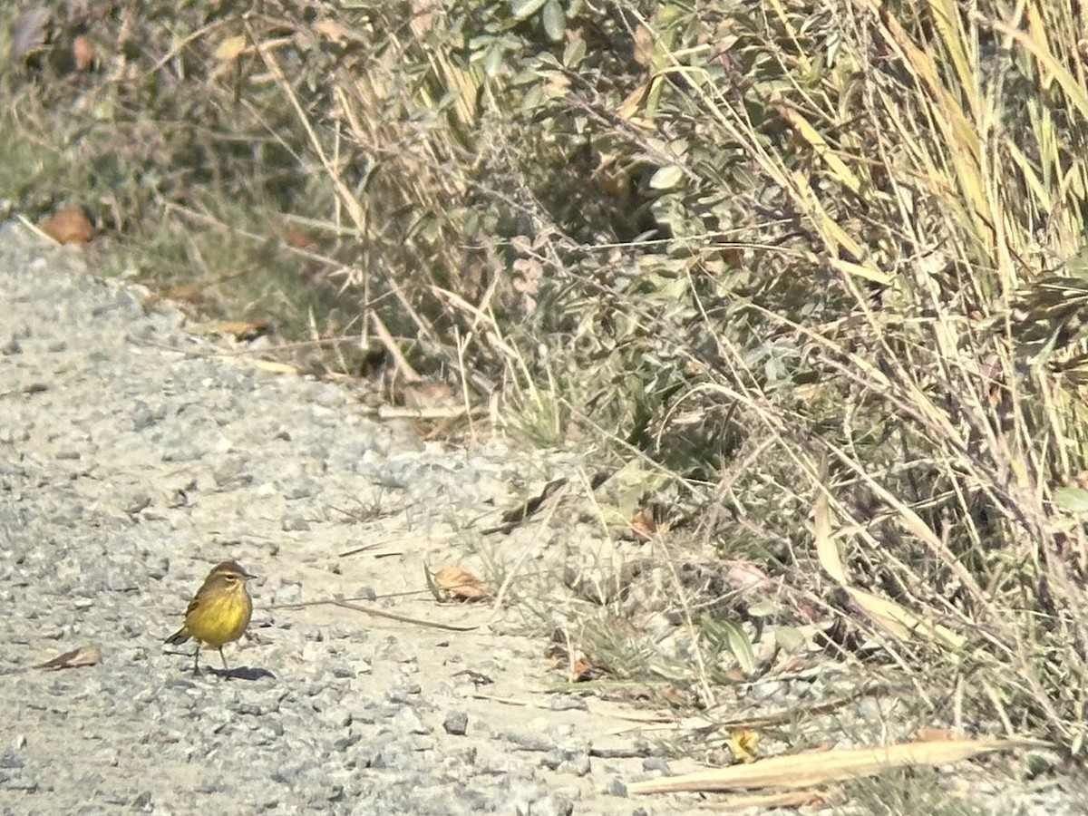 Palm Warbler (Yellow) - Miles Brengle