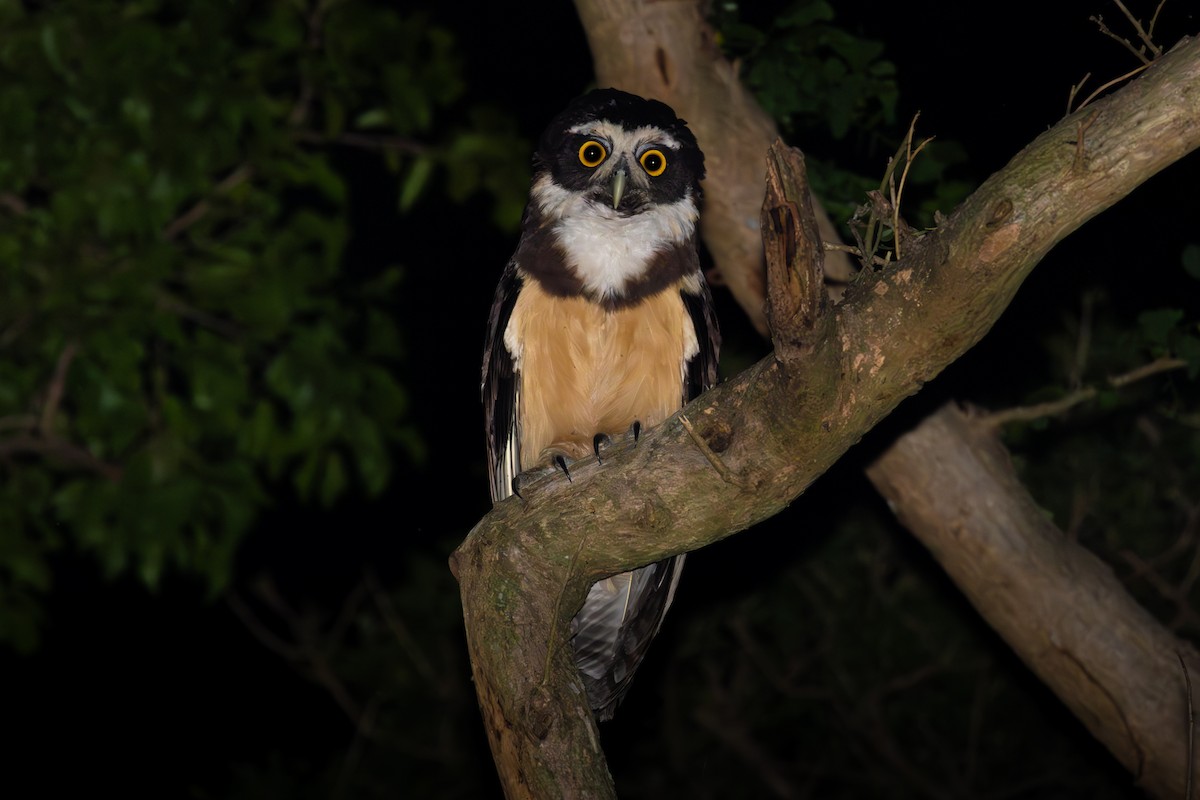 Spectacled Owl - ML625574934