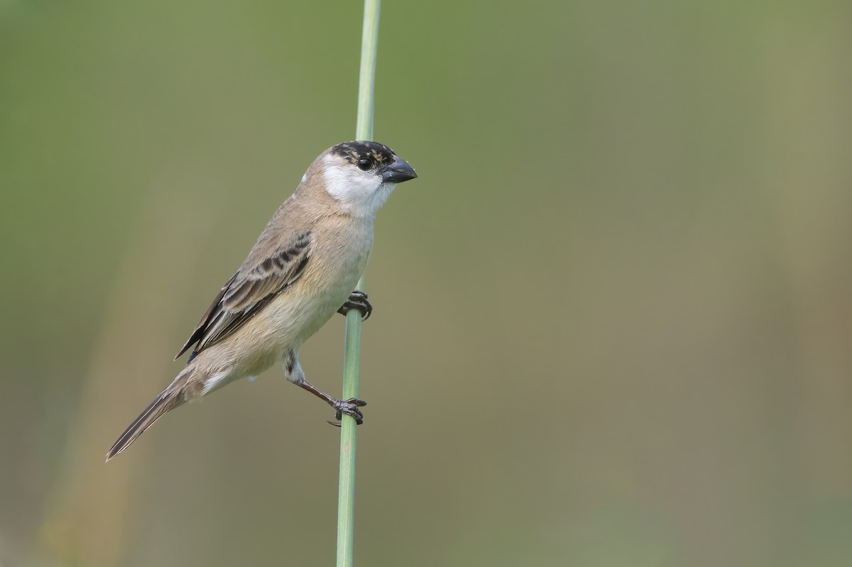 Pearly-bellied Seedeater - ML625574941