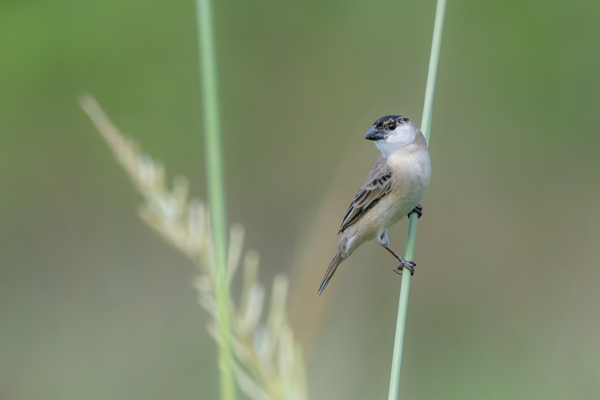 Pearly-bellied Seedeater - ML625574942