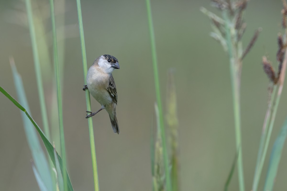 Pearly-bellied Seedeater - ML625574943