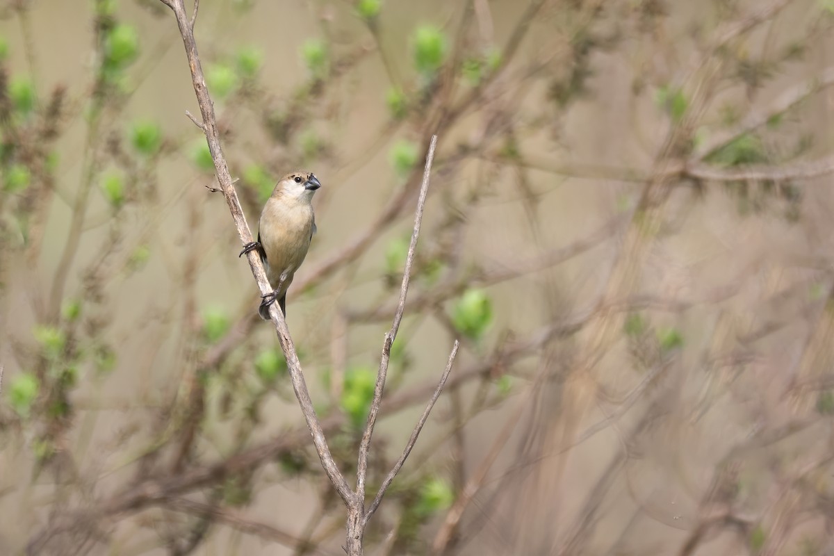 Pearly-bellied Seedeater - ML625574944