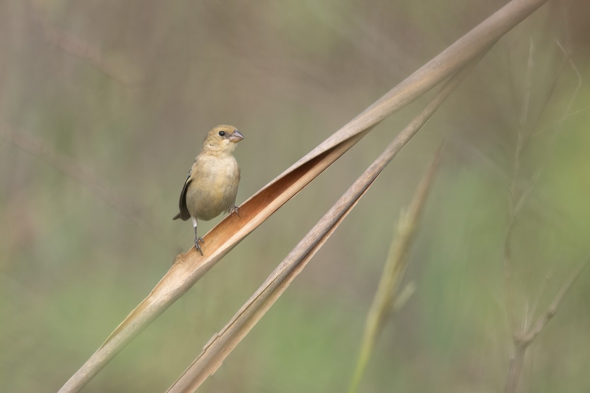 Pearly-bellied Seedeater - ML625574945