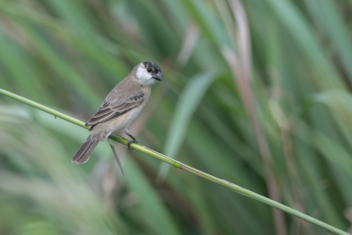 Pearly-bellied Seedeater - ML625574946