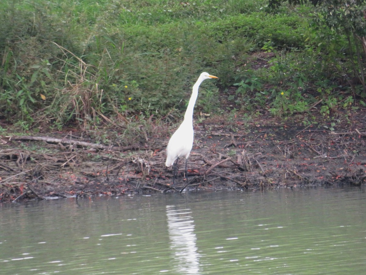 Great Egret - ML625574962