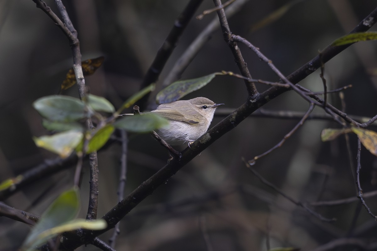 Common Chiffchaff (Siberian) - ML625574977