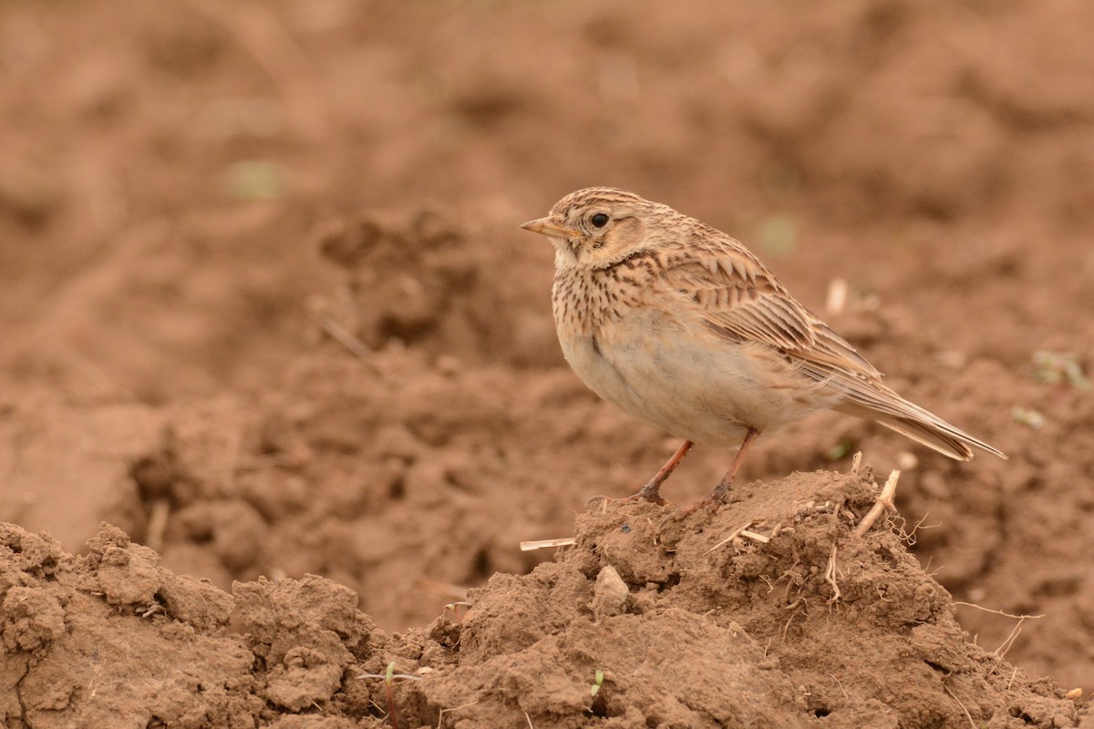 Eurasian Skylark - ML625574980