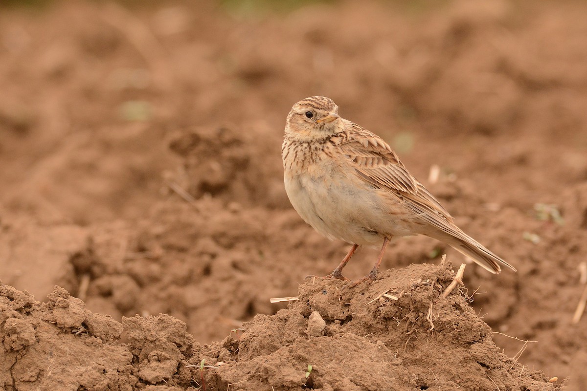 Eurasian Skylark - ML625574982