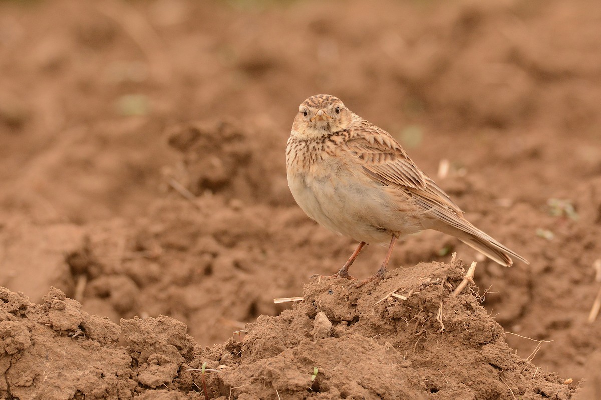 Eurasian Skylark - ML625574986