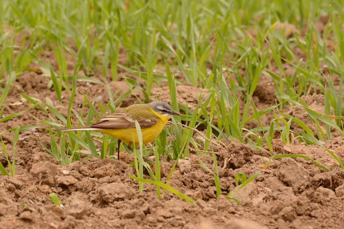 Western Yellow Wagtail - ML625574996