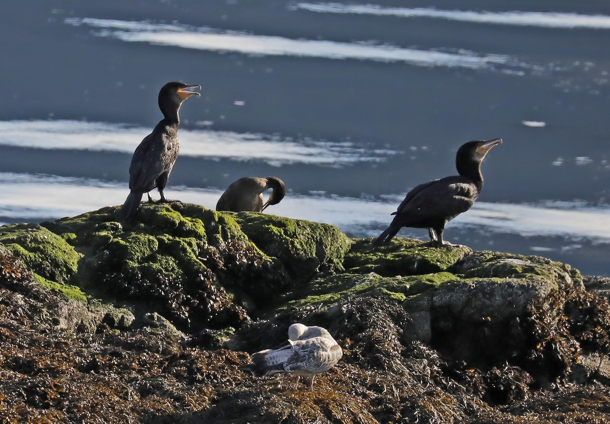 Cormorán Grande - ML625575023